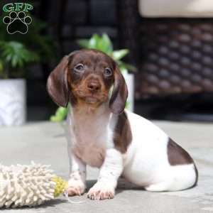 Jackson, Dachshund Puppy